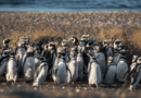 Se habilita mañana la temporada de pingüinos en Chubut